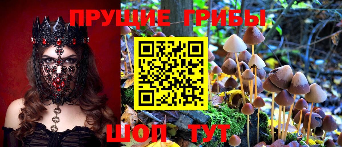 Псилоцибиновые грибы Cubensis  цена   Знаменск  Вход с VPN 
